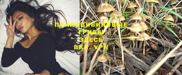 шишки Белокуриха